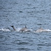 Image 6: Deep Sea Fishing Adventure with Rod, Reel & Bait Included at Belmar 