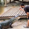 Image 2: Wild Florida Gator Park Admission with Options for Lunch Air Boat Ride