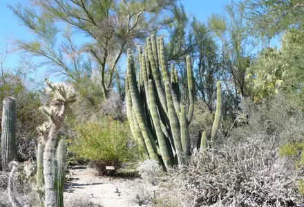 The Living Desert Zoo and Gardens