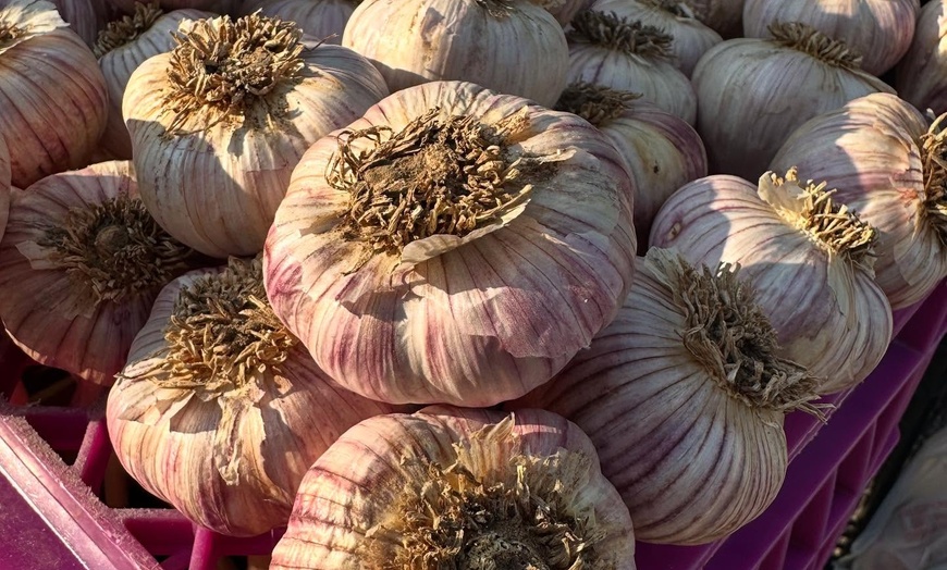 Image 9: Cleveland Garlic Festival: Food, Fun & Community in Shaker Square