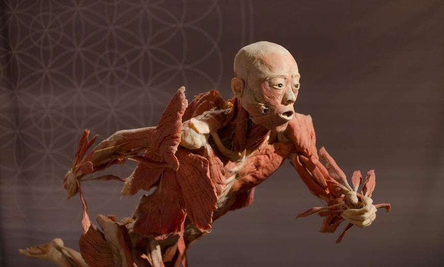Image 4: REAL BODIES at Horseshoe Las Vegas – Discover the Human Body Like Never Before 