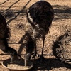 Image 22: Petting Zoo Admission Deals & Discounts