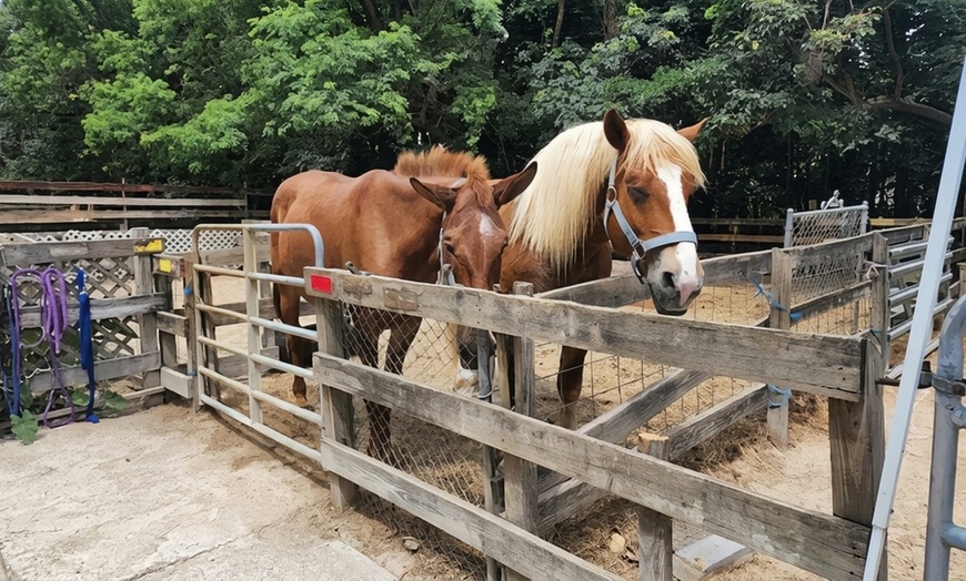 Image 2: Petting Zoo & Pony Ride Adventure – Davie, FL