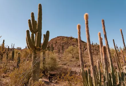 Desert Botanical Garden