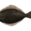 Image 5: Experience Four Hour Fishing Charter Session for Three People