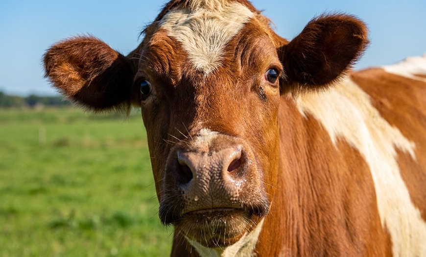 Image 8: Explore farm tours with cheese-making and animal raising insights