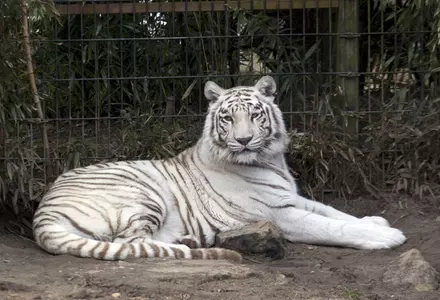 Montgomery Zoo