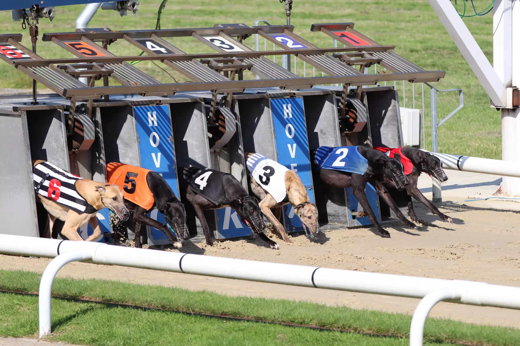 Horse & Dog Racing Near Me - Deals Up to 70% Off in Your Area | GROUPON