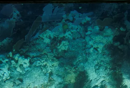 John Pennekamp Coral Reef State Park
