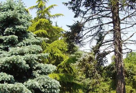 Rutgers Gardens