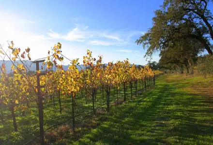 Napa Valley Vine Trail