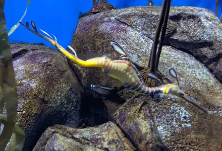 Georgia Aquarium