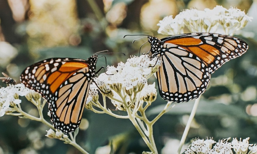 Image 6: Explore Vibrant Butterfly House, Fascinating Reptiles, & much more