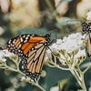 Image 6: Explore Vibrant Butterfly House, Fascinating Reptiles, & much more