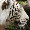 Image 1: Wild Animal Adventures – Family Fun & Mini Golf 