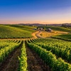 Image 7: Reserve wine tasting for two or four with wine credit included