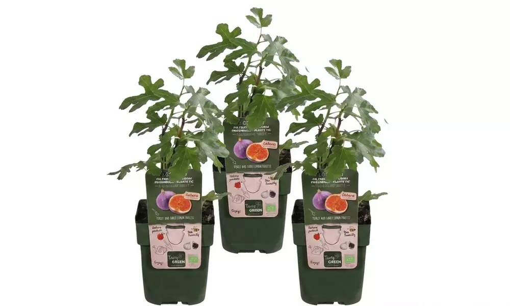 Lot de 3 figuiers bio (Ficus carica)