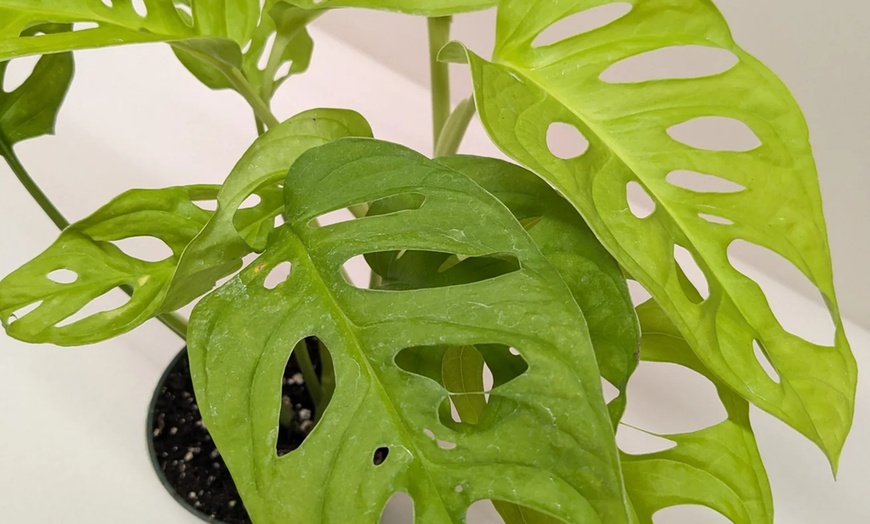 Image 13: Rare Live Plants by House Plant Shop | Monstera, Philodendron & More