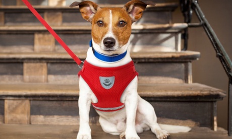 Pet collars & harnesses