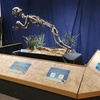 Image 3: Meet Cheryll the Triceratops: Museum Admission for Up To Six People