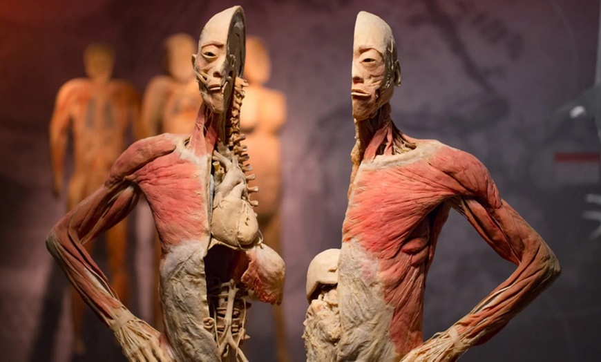 Image 2: REAL BODIES at Horseshoe Las Vegas – Discover the Human Body Like Never Before 