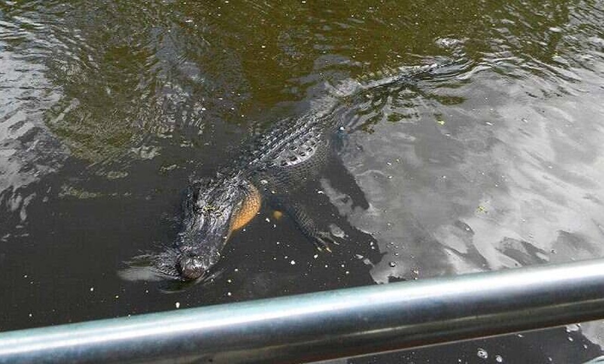Image 5: 90-Min Swamp Tour with Native Guide: Alligators, Egrets, Covered Boats