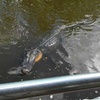 Image 5: 90-Min Swamp Tour with Native Guide: Alligators, Egrets, Covered Boats