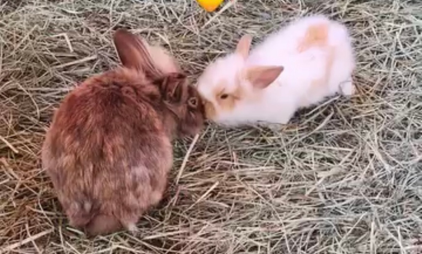 Image 13: Petting Zoo Admission Deals & Discounts