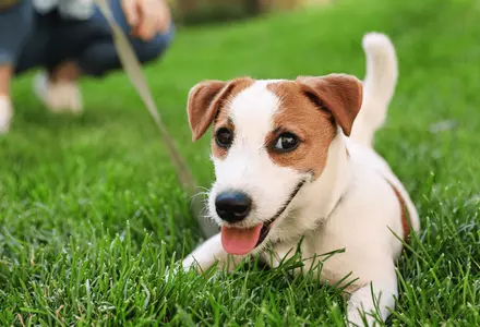 Pet-friendly