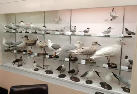 Pacific Grove Museum of Natural History