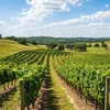 Image 4: Enjoy Wine Tasting and Take-Home Glasses with Charcuterie