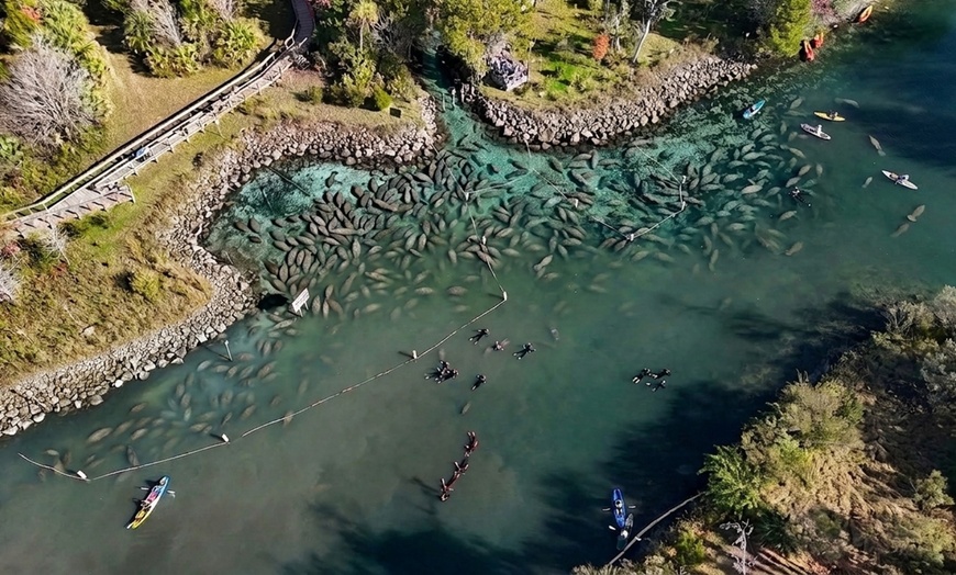 Image 3: Private VIP Manatee Encounters in Crystal River