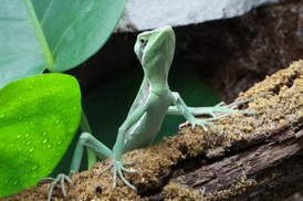 Explore a World of Rare Reptiles and Unique Species at The Gecko Gallery NYC (Up to 20% Off)