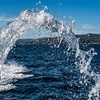 Image 4: High-Speed ROCKETBOAT Adventure – San Francisco Bay