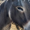 Image 14: Petting Zoo Admission Deals & Discounts