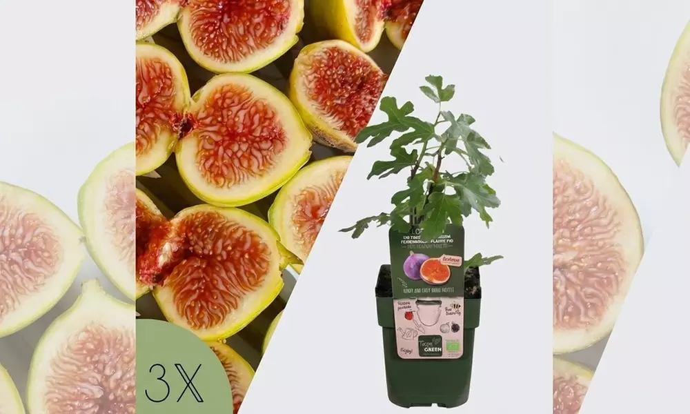 Lot de 3 figuiers bio (Ficus carica)