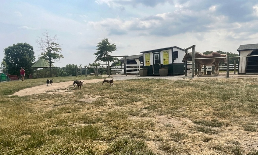 Image 4: Unleash the Fun at Maryland's Green Meadows Petting Farm!