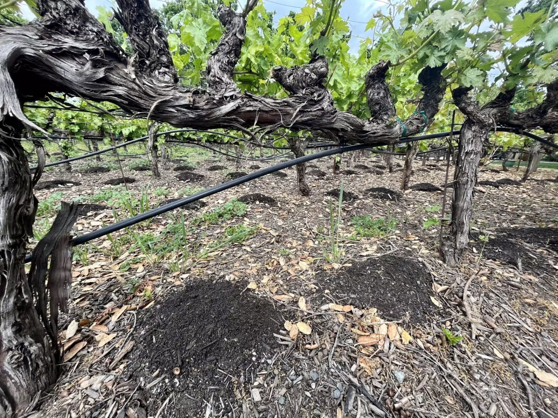 Guided Wine Tasting Experience for Couples or Small Groups