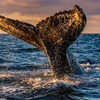 Image 4: Whale Watching Deals & Discounts at Legacy Whale Watch - Up to 52% Off