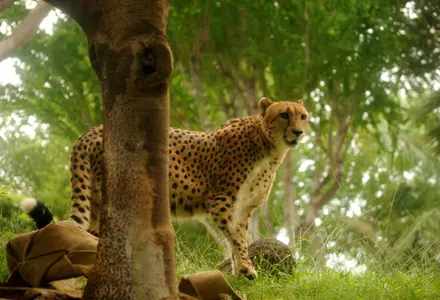 Honolulu Zoo