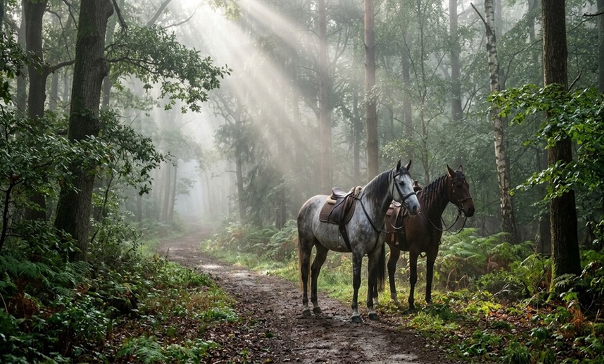 Image 6: Enjoy Scenic Horseback Riding Through Picturesque Trails