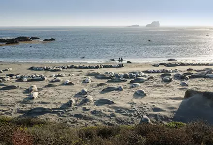Piedras Blancas Elephant Seal Rookery