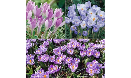 Groupon Unisex Crocus Bicolour Mix :20 Bulbs
