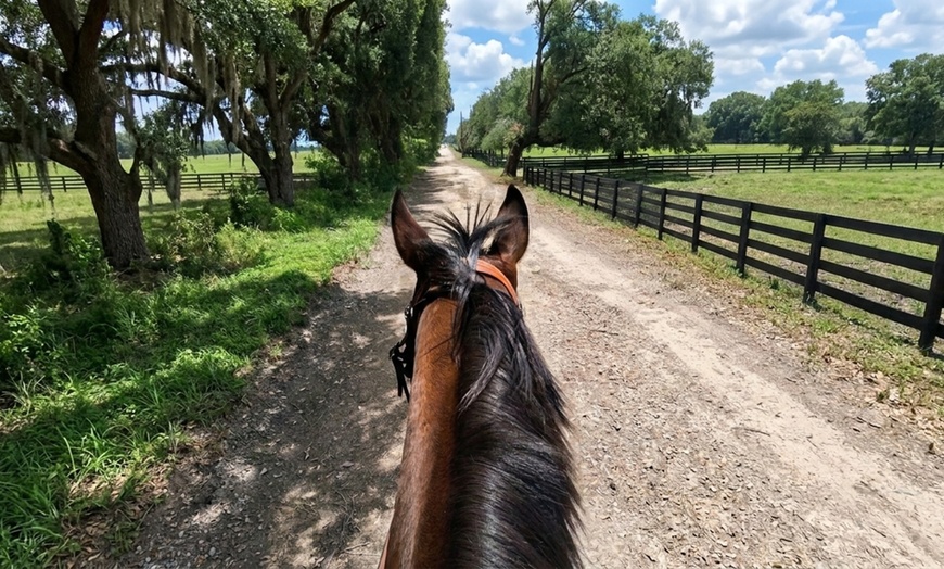 Image 5: Guided Trail Rides Through Florida's Scenic Countryside