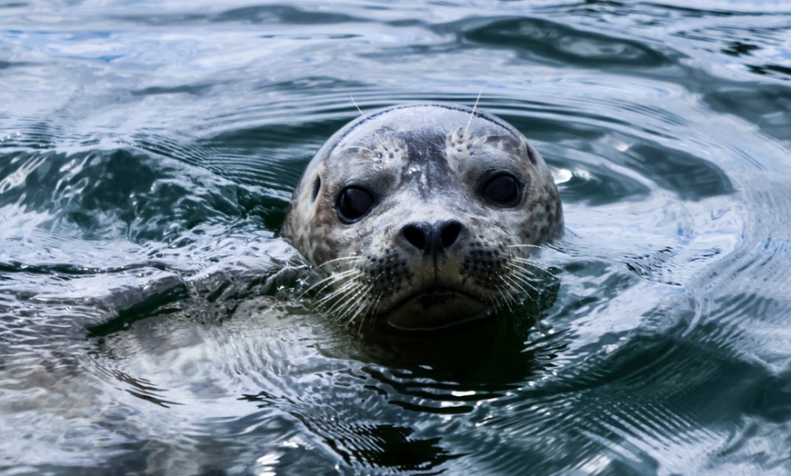 Image 3: Boat Tours: Unparalleled City & Nature Views of Vancouver