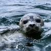 Image 3: Boat Tours: Unparalleled City & Nature Views of Vancouver