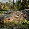 Image 4: Everglades Airboat Tour Deals & Discounts
