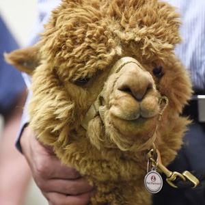 Admission for 2 (Valid May 6th or May 7th) - Shindig Farms