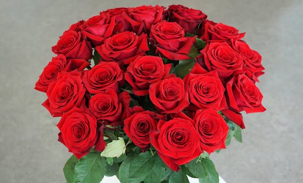 Red Passion Roses