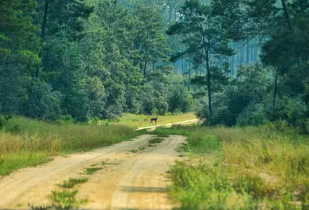 Ocala National Forest